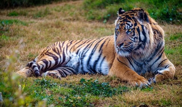 Population of world’s most endangered leopard grows in China – WWF