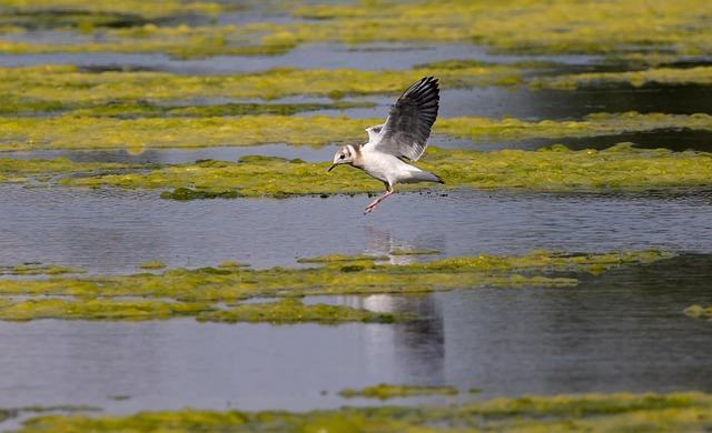 best Season for Black-Headed Gull Observation in Kunming