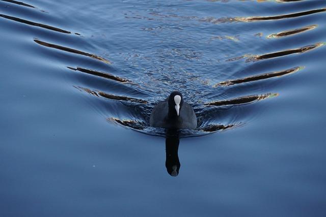 Impact of Freshwater Conservation on Local Ecosystems and Communities