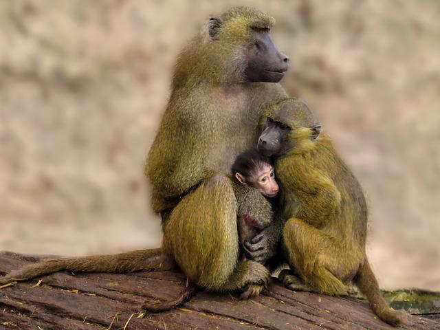 Impact‍ on Communities: The​ Challenges of Increased Baboon‍ Encounters