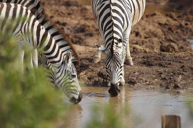 best Times of Year for Safari Adventures Close to Cape Town