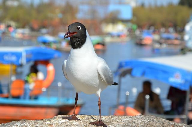 Celebrating Diversity: The Global Participation in Tel Aviv's Marathon