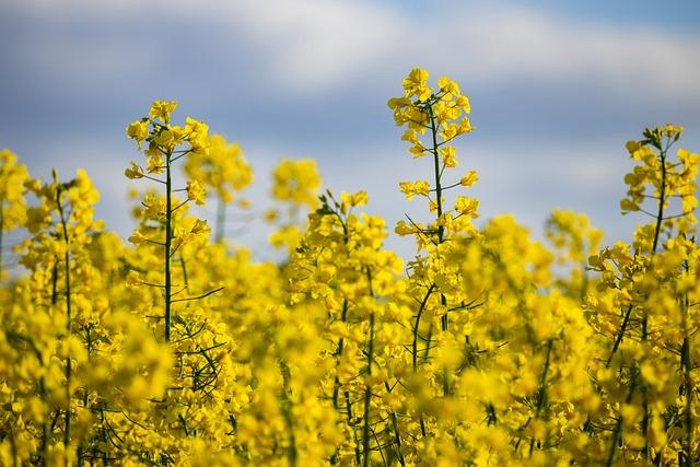 The Allure‍ of Chongkan Scenic Spot Amidst Vibrant Yellow Blooms