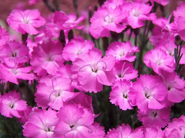 Tips for Maximizing Your Experience at Dianthus Week