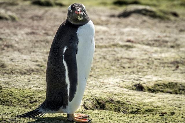 Hope for endangered penguins as no-fishing zones agreed off South Africa – The Guardian