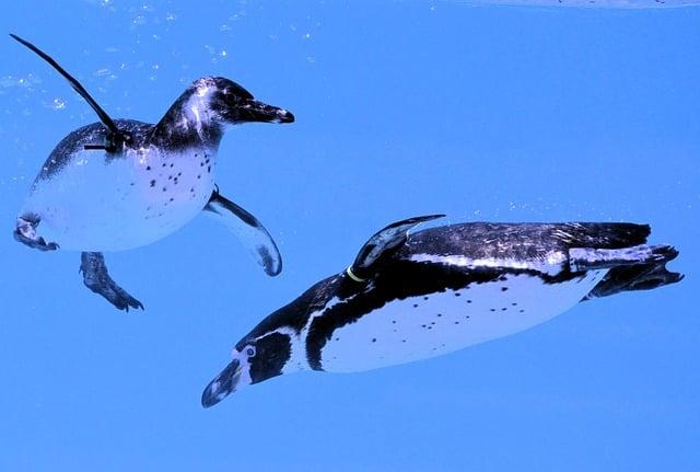 Visitor Experience: tips for Maximizing Your Time at the Penguin Exhibit