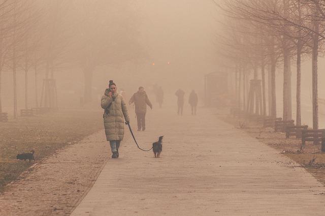 Changchun trees catch eyes with winter sweaters – China Daily