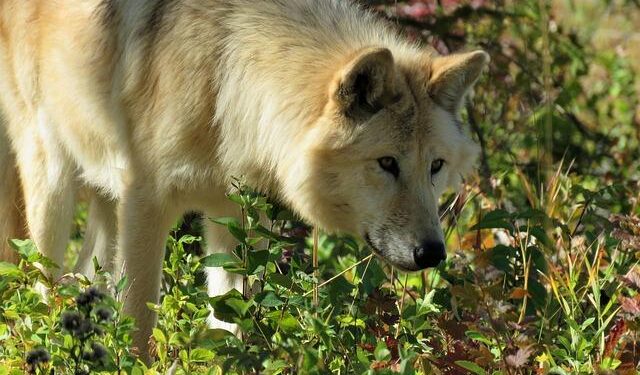 Indian man buys world’s most expensive pet dog worth INR 50 crore: All about the rare ‘wolfdog’ – The Times of India