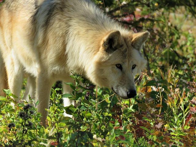 Indian man buys world’s most expensive pet dog worth INR 50 crore: All about the rare ‘wolfdog’ – The Times of India