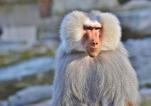 Innovative Solutions: ​Strategies ⁣for Coexisting‍ with‌ Cape Town's⁤ Baboons