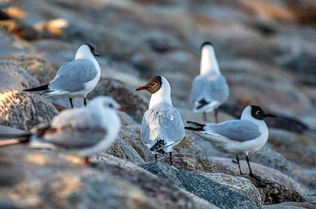 Tips for Enthusiasts on Observing and Photographing Gulls