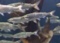 Nordic Aqua Resumes Sale of Atlantic Salmon at Facility in Ningbo, China – SeafoodNews
