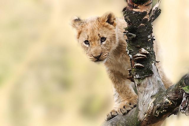 Twin White Lion Cubs Captivating Visitors at Wild World Jinan