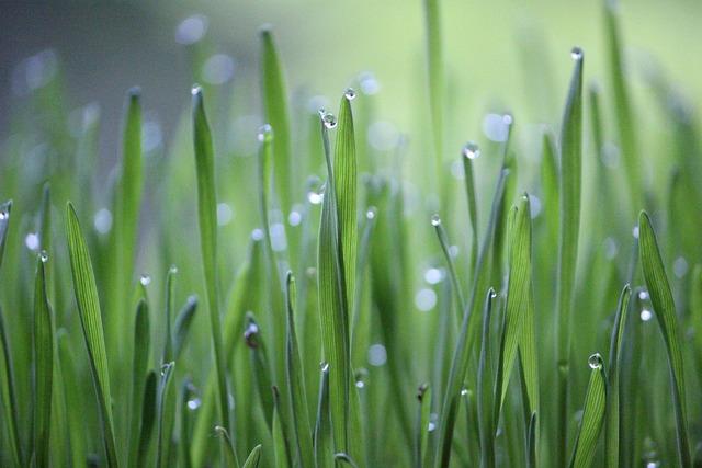 Recommendations for Businesses on Supporting Eco-Friendly Initiatives