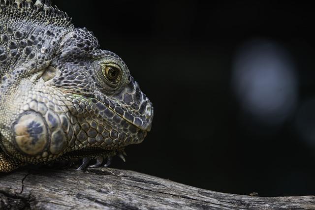 Dragon Year Fails to Spark Baby Boom in Singapore's Declining Birth Rate