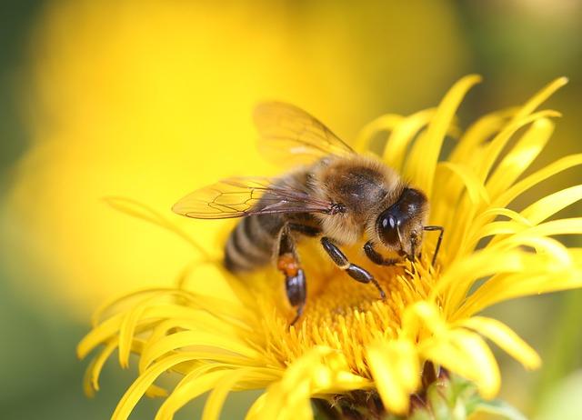 Community Engagement and Education in Bee Preservation