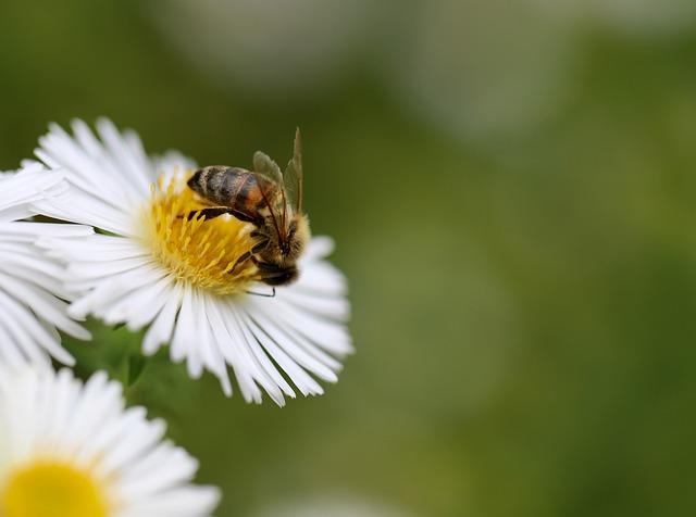 Impact of Pollinator decline on Peruvian Ecosystems