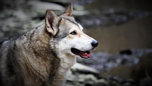 Indian Man Purchases Record-Breaking Wolfdog for INR‌ 50‍ Crore