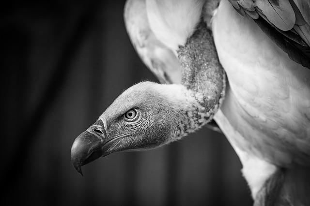 Challenges Faced in Vulture Conservation Efforts