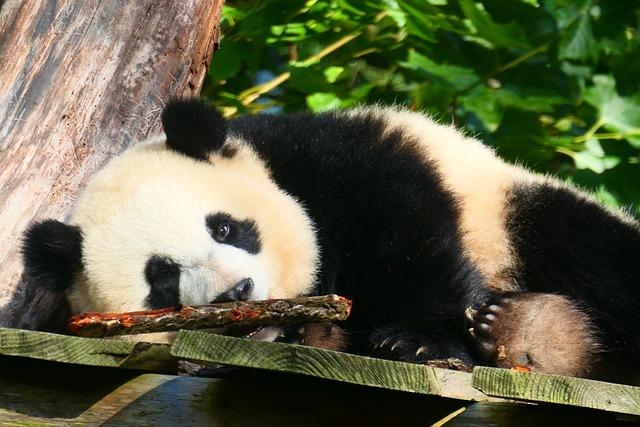 Chengdu giant pandas‍ enjoy snow in east ‍China’s ⁣Jinan - ⁢People's Daily