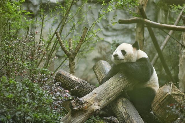 A Look Into the Life of a 17-Year-Old Giant Panda in Captivity