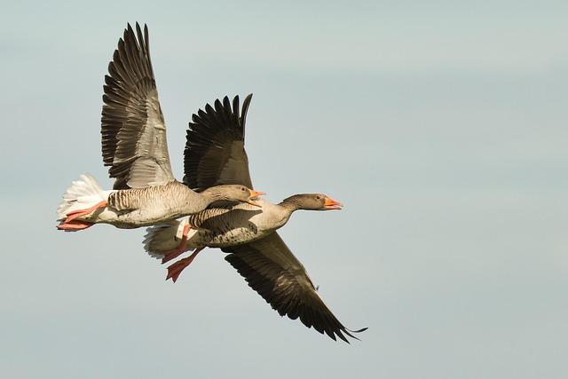 Understanding the Causes of In-Flight Injuries During Turbulent Weather