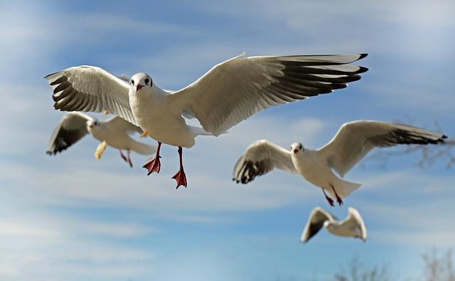 How Birdwatchers Can Engage: Best Practices for Observing the Rare Species