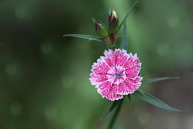 The Significance of Dianthus Week for floral enthusiasts and Growers