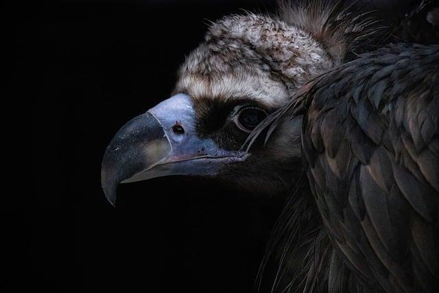 Significance of Vulture population Monitoring for Ecosystem Health