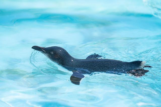 Penguin Encounters: A Unique Experience for Visitors in Dalian