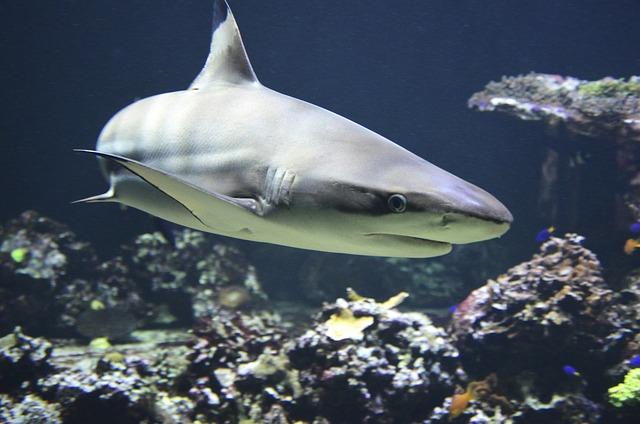 Woman hospitalized After Shark Attack at ⁢Gunyah Beach, Sydney's ⁢South