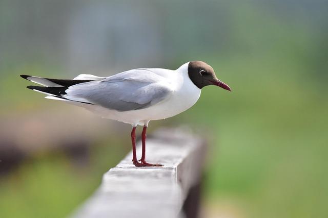 ecological Importance of Black-Headed Gulls in Kunming's Ecosystem