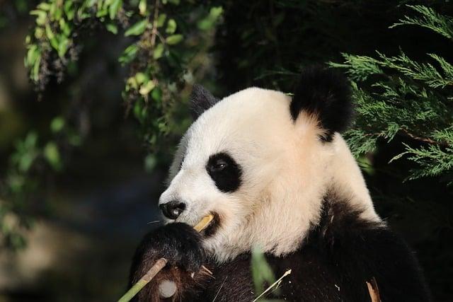 Giant Panda Cub's Journey to Chimelong Park: A New Chapter ‍Begins