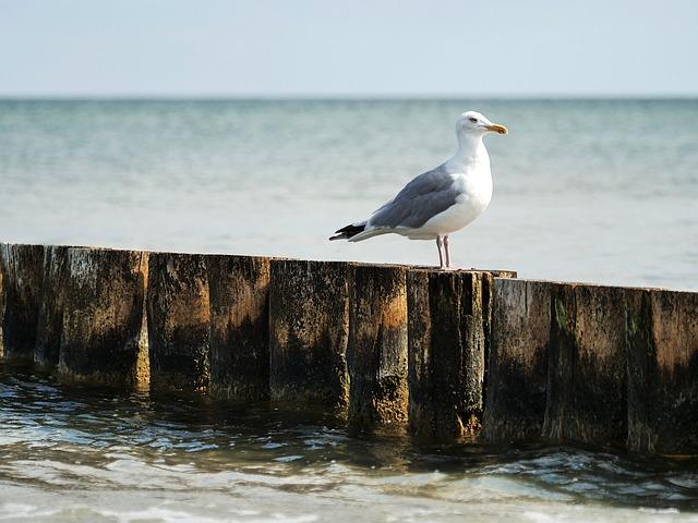 Ecological Impacts of Human Interaction with Seagulls