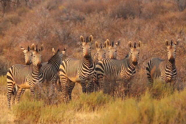 People visit Africa Safari Park in Alexandria, Egypt - Xinhua