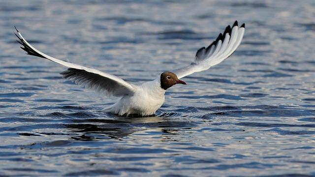 Kunming's Unique ecosystem: A Haven for Black-Headed Gulls