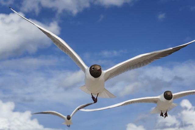 Understanding the Behavioral Patterns of Black-Headed gulls in Winter