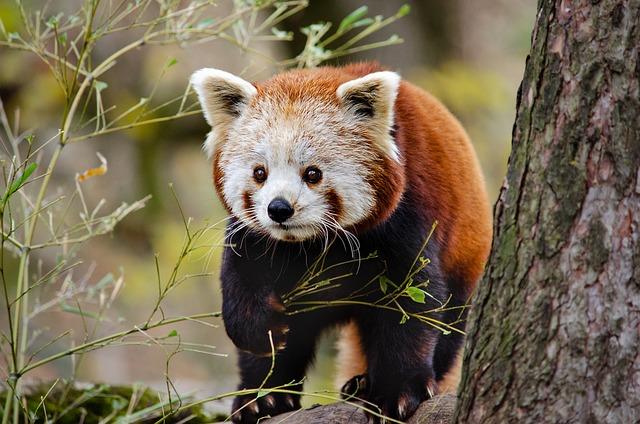 Exploring chengdu's Panda Breeding Center as a Film Location