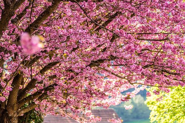 Sakura Ferris Wheel 2025 in Osaka Mar. 3 - Jun. 30: Bringing the beauty of blossoms to new heights - Stripes Japan