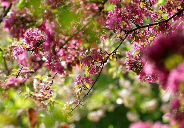 Tips for​ Enjoying Sakura Season Amidst Schedule Changes