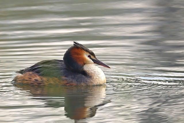 Challenges Faced by migratory Birds: Climate Change and Habitat Loss