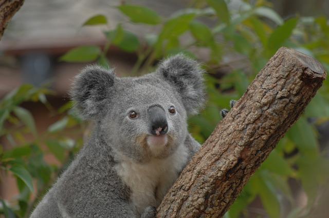 The Future of Environmental Photography‌ in the Oceania Region