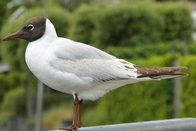 Community Engagement and Conservation Efforts for birdwatching