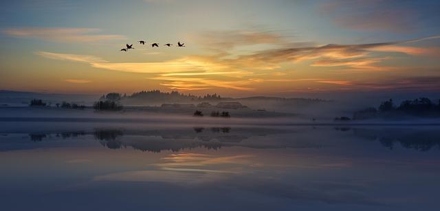 Public Awareness and Education: Encouraging Responsible Birdwatching Initiatives