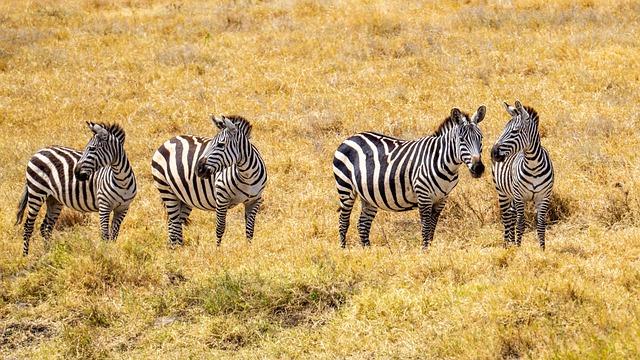 Challenges and Opportunities in Tanzania's Rail Infrastructure Development