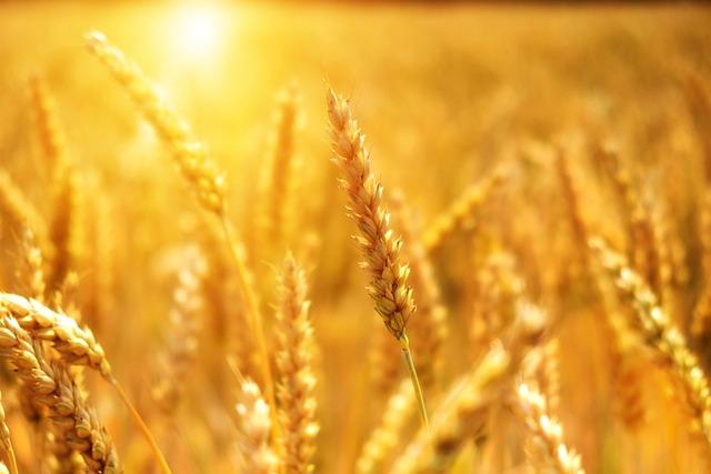 Market Implications of Record Wheat​ Output for Domestic and Global ​Trade