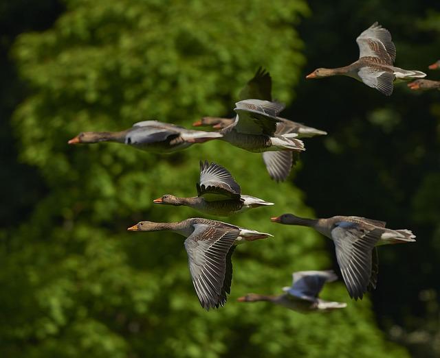 North American migratory Bird Sightings: A Rare Event in Harbin