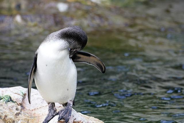 Hope for Endangered Penguin ⁤Populations in South African⁣ Waters