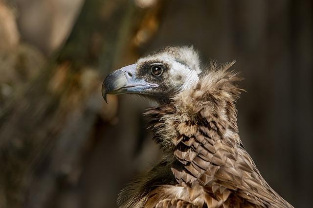 Synchronised Vulture Census Launches Across Three States