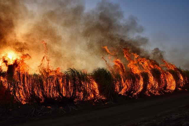 Impact of Southern Brazil Wildfires on Local Communities